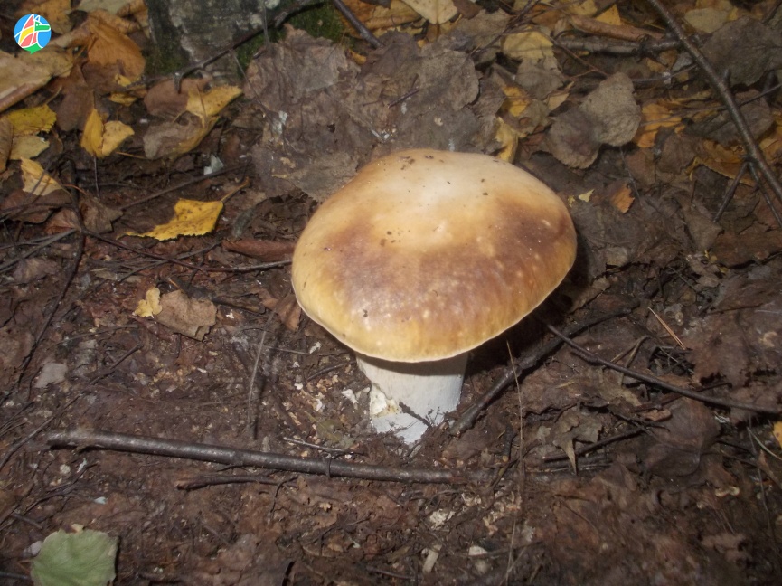Случаи отравления грибами в Мичуринске и Рассказовском округе
