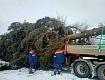 На главной площади Тамбова установили елку из Моршанского округа