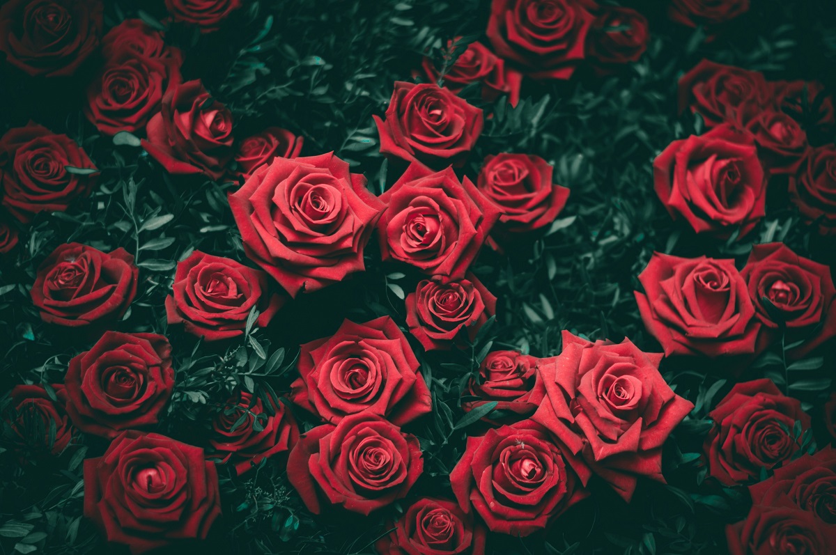 51 роза – как составить и выбрать букет