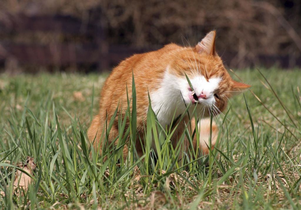 Трава для кошки польза и вред