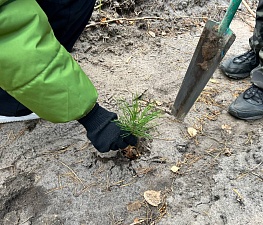 Высажены молодые саженцы деревьев в Рассказовском лесничестве