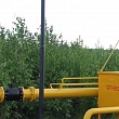 В РАССКАЗОВО ВЫЯВЛЕНА УГРОЗА БЕЗОПАСНОСТИ ГАЗОВЫХ СЕТЕЙ ИЗ-ЗА РАЗРОСШИХСЯ ДЕРЕВЬЕВ