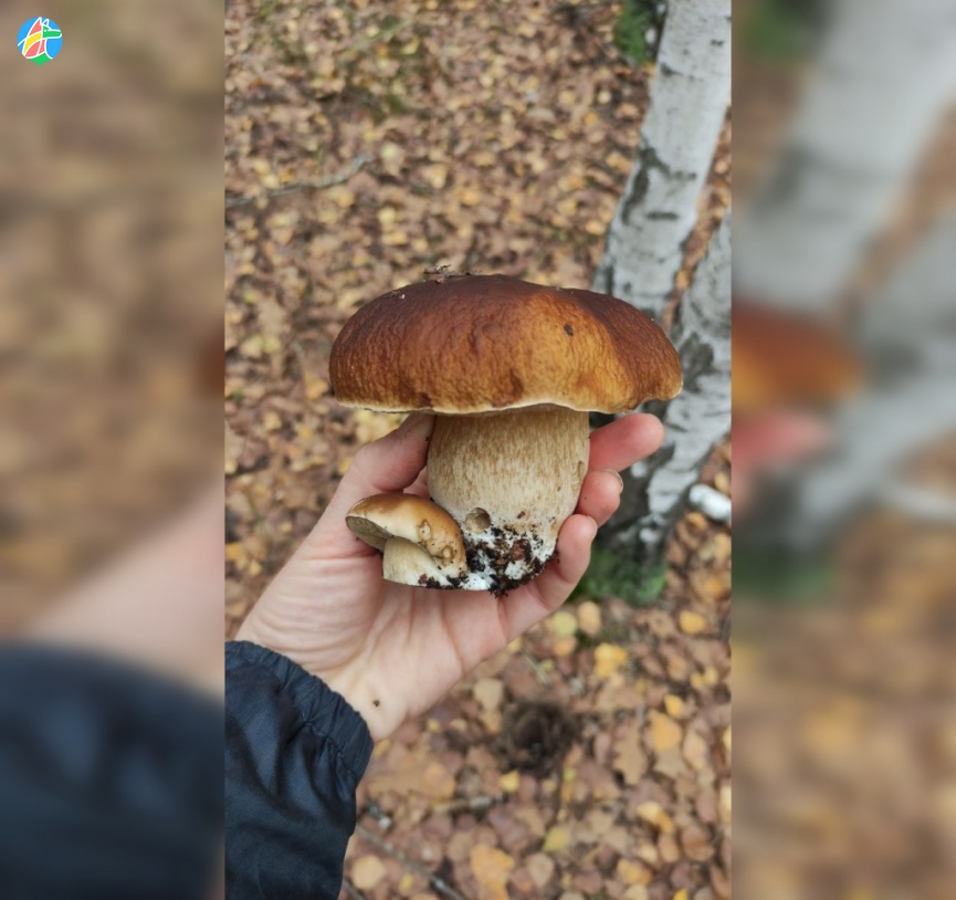 С начала года в регионе отравились грибами 11 человек