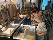 РАССКАЗОВЦЫ ЗНАКОМЯТСЯ С ОБНОВЛЕННЫМИ ЭКСПОЗИЦИЯМИ КРАЕВЕДЧЕСКОГО МУЗЕЯ