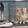 В селе Верхнеспасское отлавливают бездомных собак