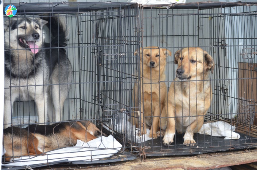 В селе Верхнеспасское отлавливают бездомных собак