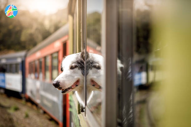 Правила перевозки домашних животных в поезде