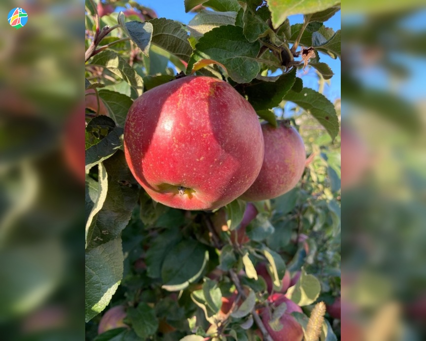 Самая большая площадь яблоневых садов находится в Мичуринском округе 