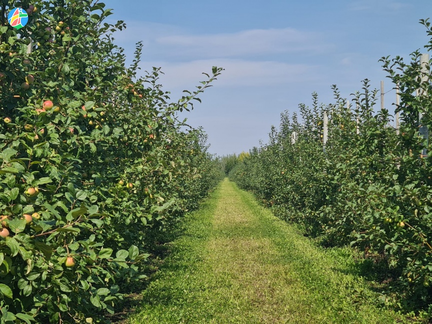 Молодые яблони посадили в хозяйствах Мичуринского округа