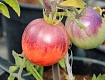 Мичуринские ученые вывели новые сорта томатов