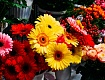 Букеты на 1 сентября от салона цветов «Виктория»