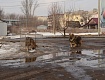 В городе Рассказово отлавливают бездомных дворняг
