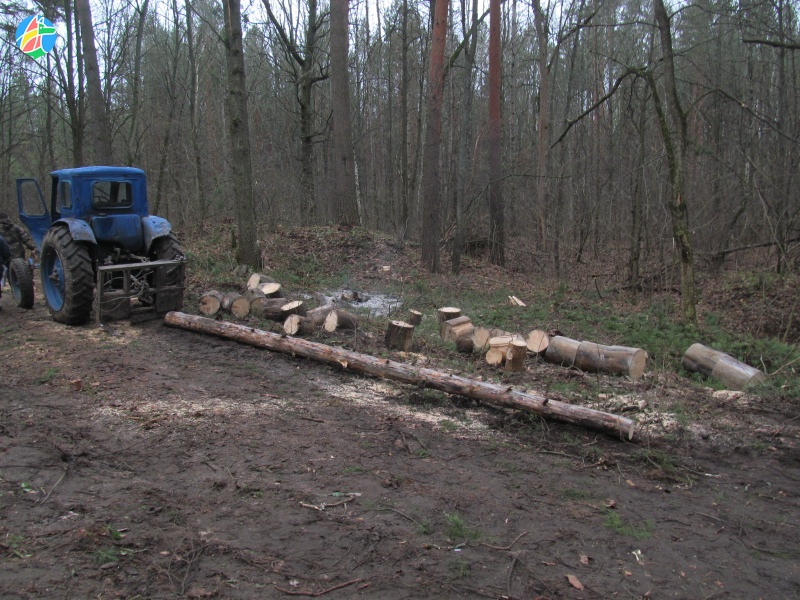 Житель Мичуринского округа незаконно вырубил 46 деревьев 