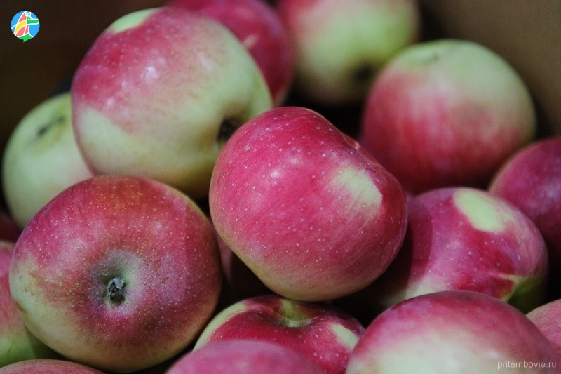 Самые большие яблоневые сады находятся в Мичуринском округе