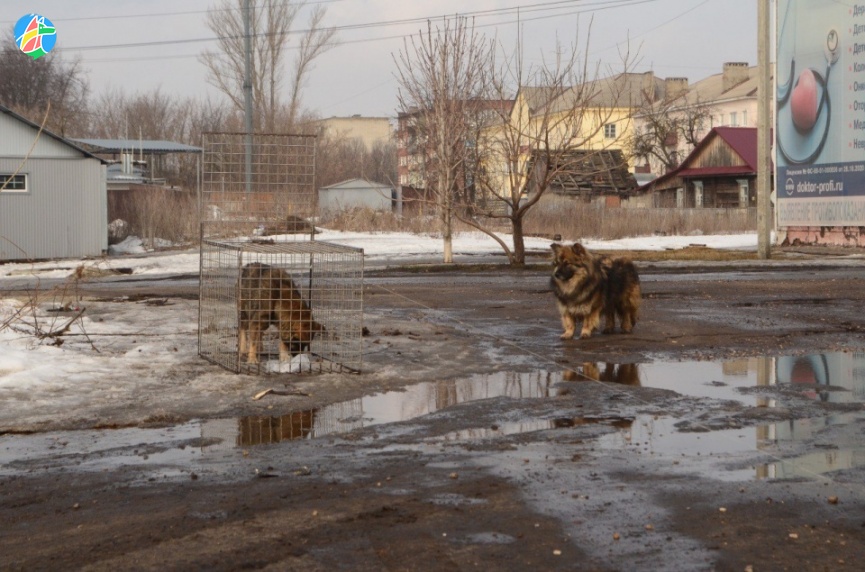 Стоимость отлова, стерилизации и кремации бездомных кошек и собак в Тамбовской области