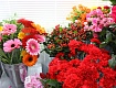 Салон цветов «Пион» украсит будни и праздники 