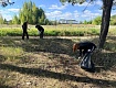 СТУДЕНТКИ ИНДУСТРИАЛЬНО-ПРОМЫШЛЕННОГО ТЕХНИКУМА ПРОВЕЛИ ЭКОЛОГИЧЕСКИЙ СУББОТНИК