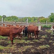В РАССКАЗОВСКОМ ОКРУГЕ ПОДЕЛИЛИСЬ ОПЫТОМ ВЕДЕНИЯ МЯСНОГО СКОТОВОДСТВА