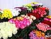 Салон цветов «Пион» украсит будни и праздники 